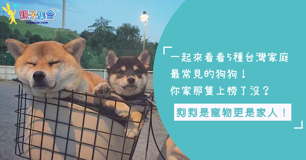 家有忠犬～盤點台灣最受家庭歡迎的 5  種狗狗，你家那隻上榜了嗎？