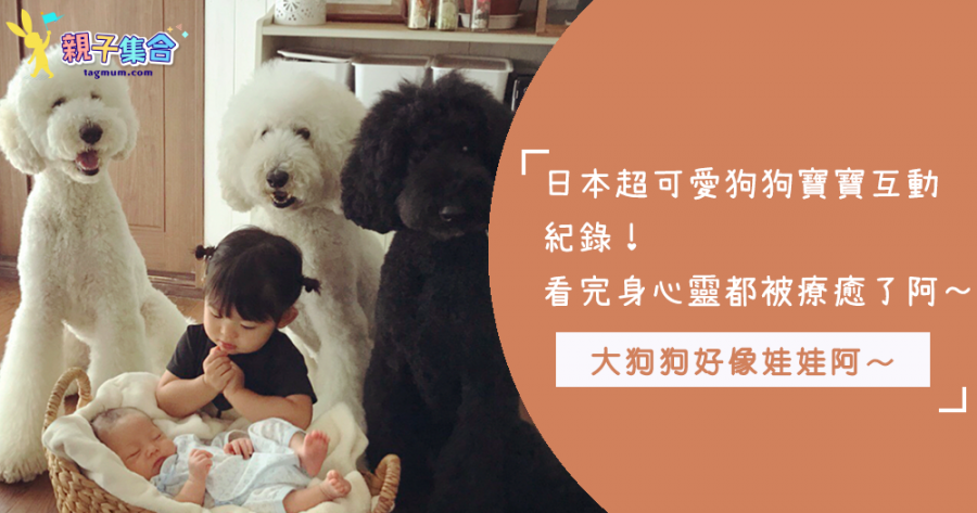 誰說寶寶不能跟狗狗共處？來自日本的超大貴賓跟寶寶相處超級融洽，就像是哥哥一樣，可愛到不行啦！