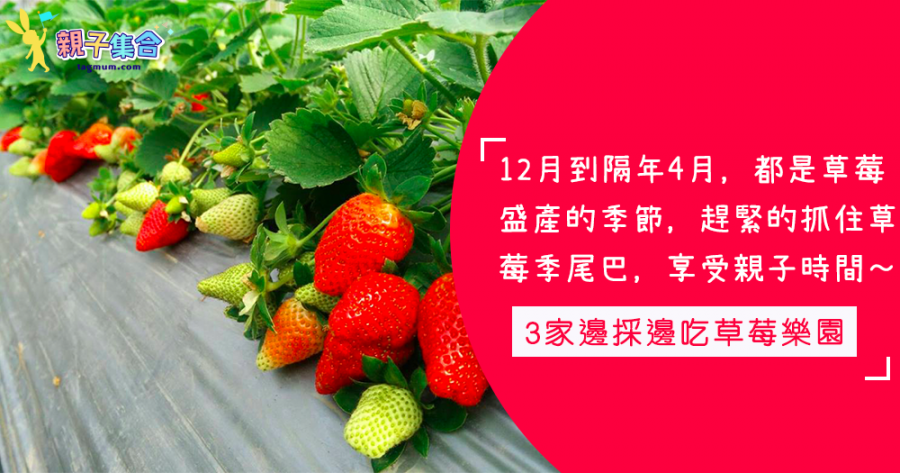 抓住草莓季的尾巴！台北3家邊採邊吃草莓樂園，享受不一樣的親子時間～